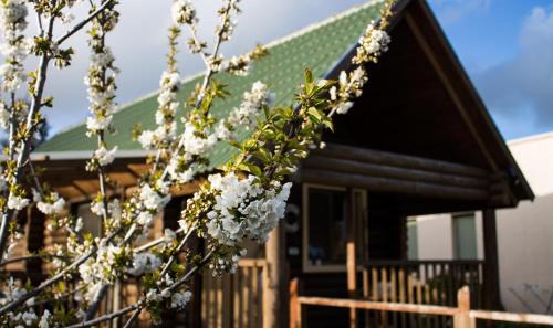 El-Rum Ski Chalet | דליה ברמה אירוח צמחוני ,ידידותי לכלבים