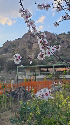 Shihar Ski Chalet | Cactus Bloom زهرة الصبار
