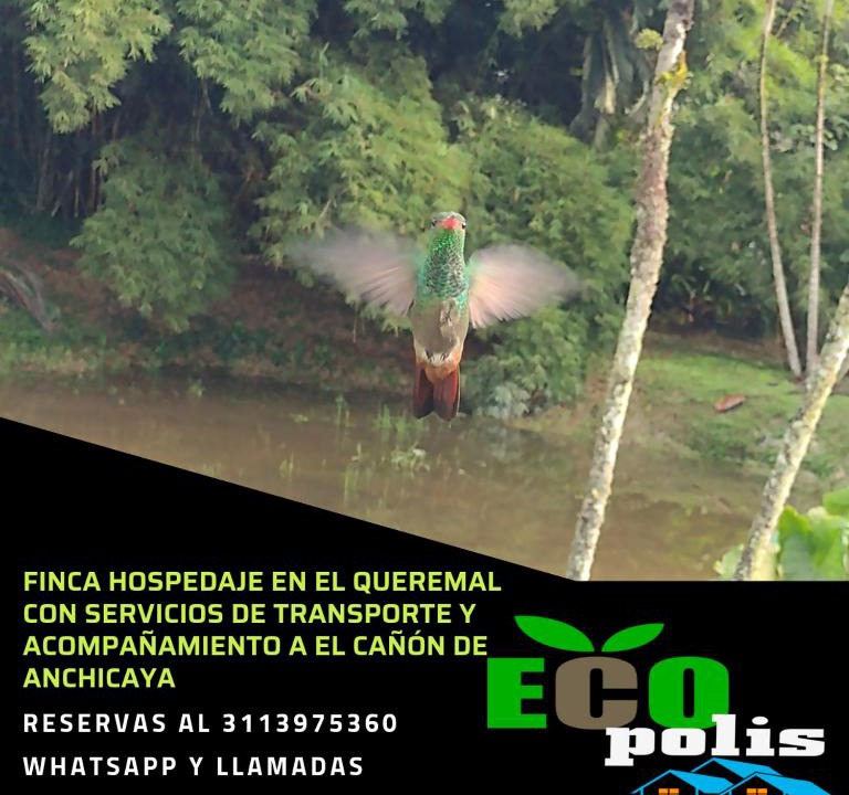 Dagua House | Ecopolis