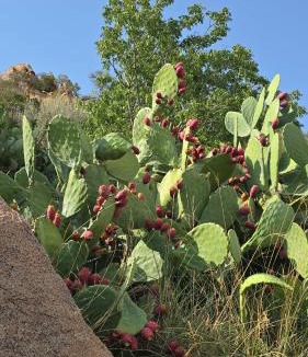 Shihar Ski Chalet | Cactus Bloom زهرة الصبار