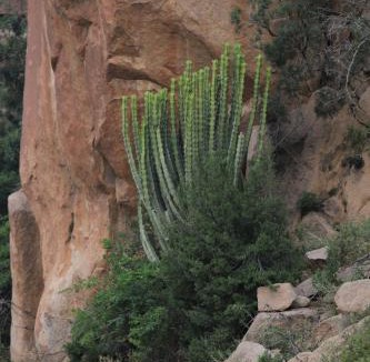 Shihar Ski Chalet | Cactus Bloom زهرة الصبار