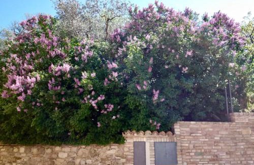 Assisi Apartment | Lavanda e Rosmarino Home