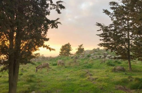 Qatsrin Other | NATURA-eco farm