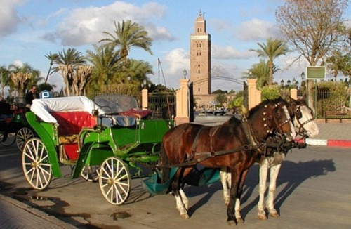 Majorelle Apartment | Next to Majorelle Park & Yves Saint Laurent Museum-Extra Services & Excursions