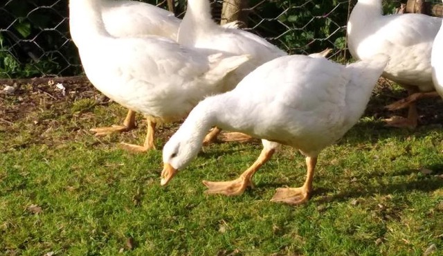 Agriturismo Il Melo