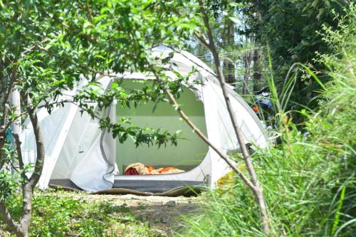 Delicate camp