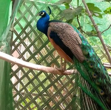 Ecogite La Tourterelle - Guesthouse