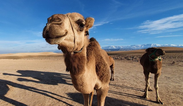 Marrakech Agafay Desert Luxury Tented Private Stargazing Camp