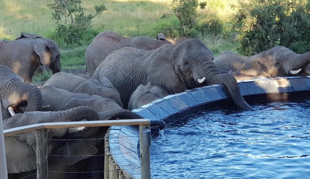 Nambiti Plains Lodge