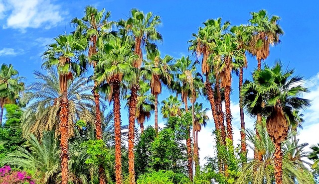Superbe Apt Vue Exceptionnelle sur les Jardins Majorelle, Rue Yves Saint Laurent
