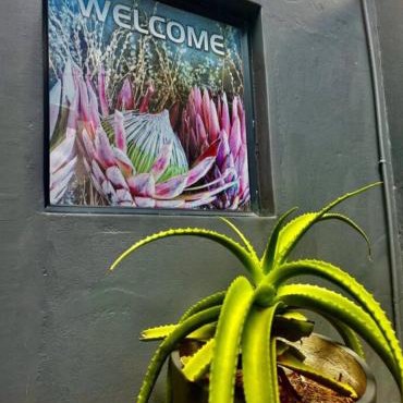 The Midlands Protea