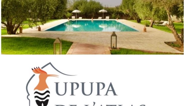 Upupa de l’Atlas