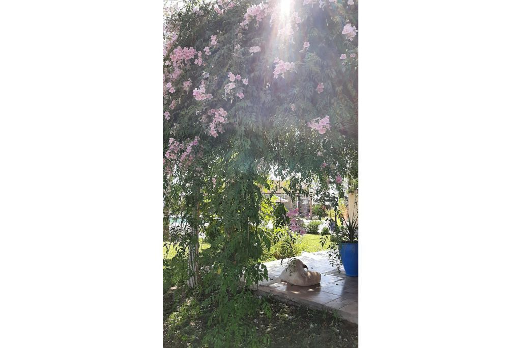 Photo of Outdoor in Sidi Bibi