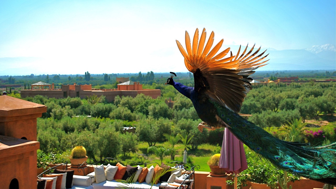 Photo of Others in Sidi Abdallah Ghiat