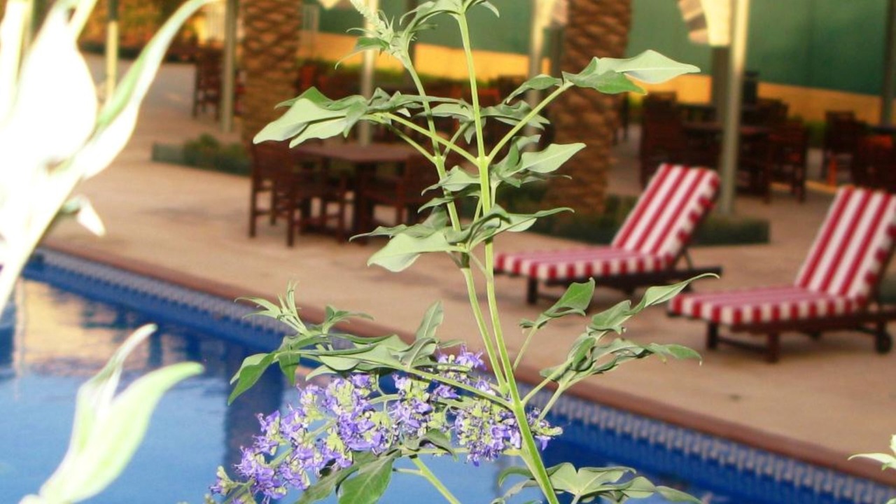 Photo of Outdoor in Al Izdihar