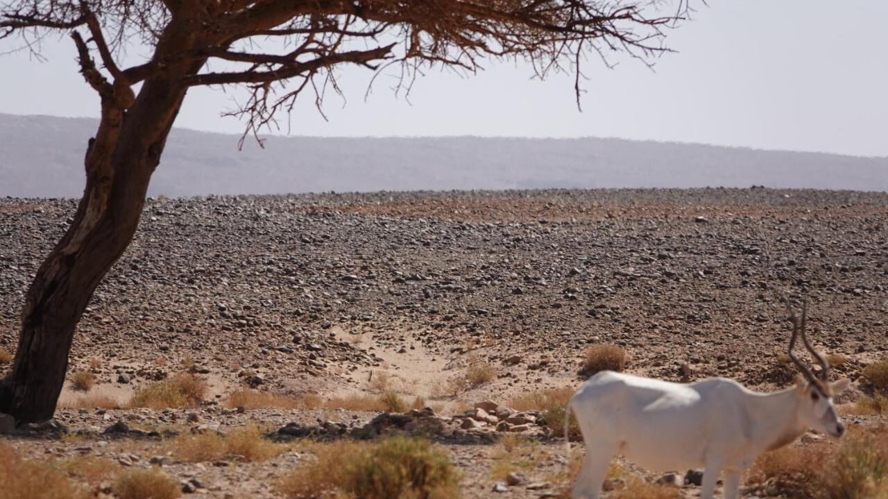 Photo of Outdoor in M'Hamid El Ghizlane