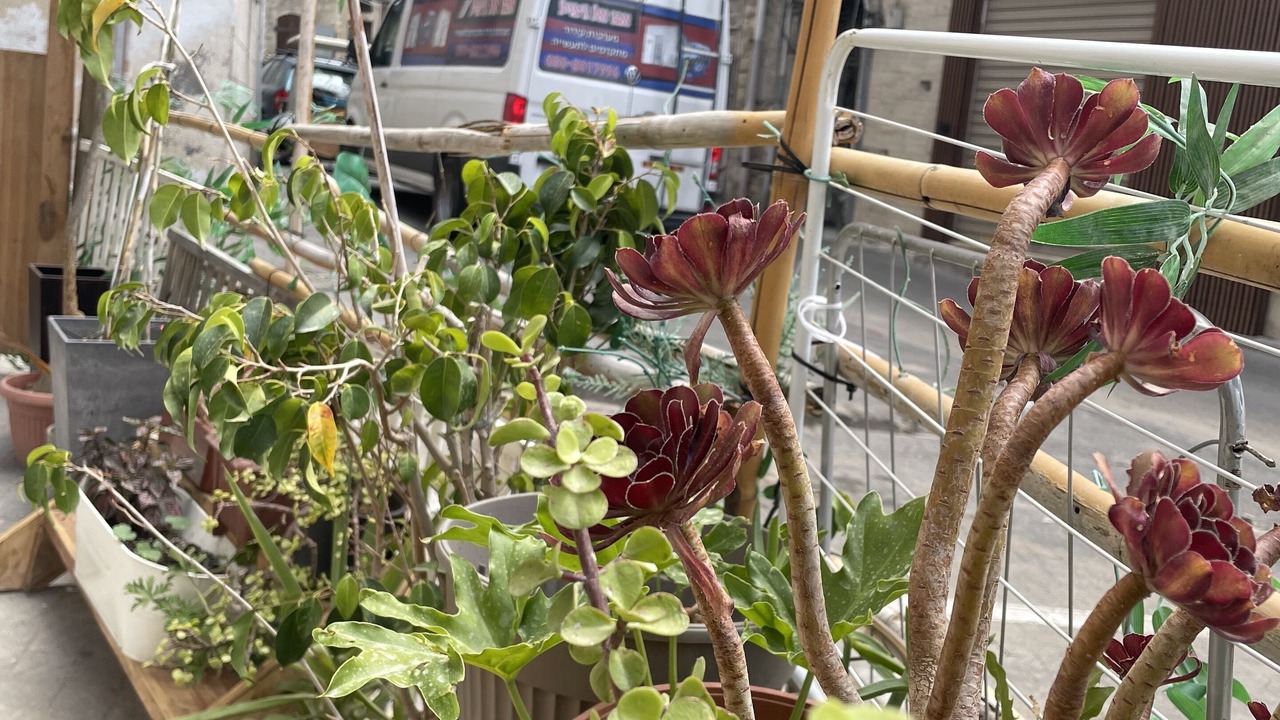Photo of Outdoor in Haifa