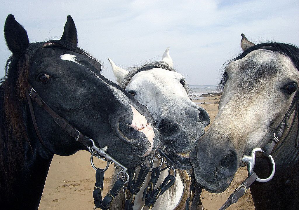 Photo of Others in Ghazoua