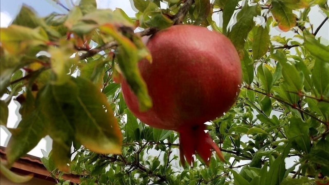 Photo of Outdoor in Zikhron Ya'aqov