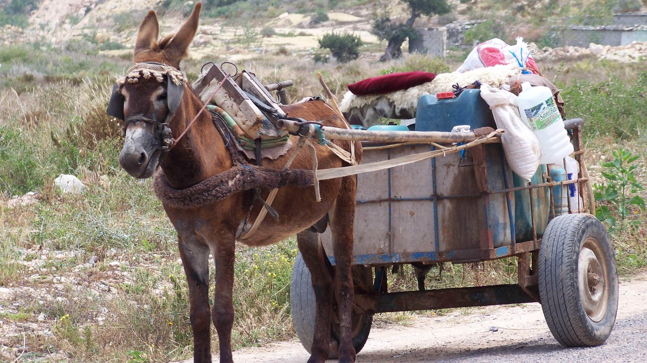 Photo of Others in Tamraght
