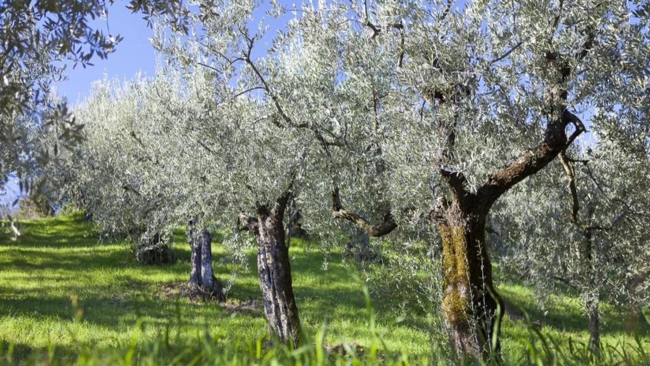 Photo of Others in Assisi