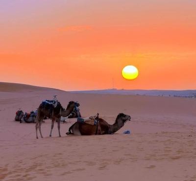 Desert Camel Trek